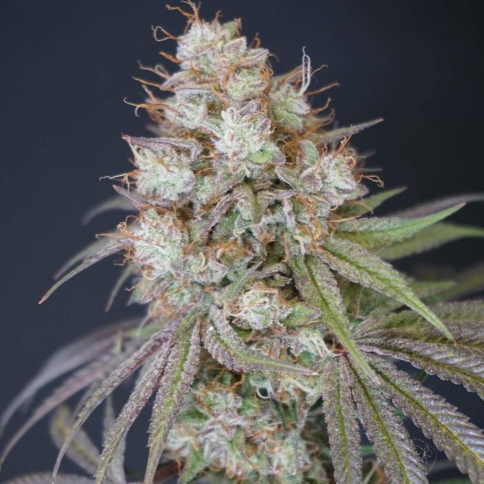 Rocket Juice F6 Alpha Seeds