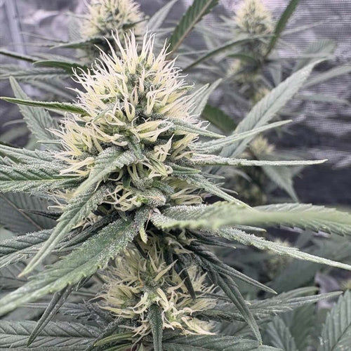 Sour Silver Regular Seeds