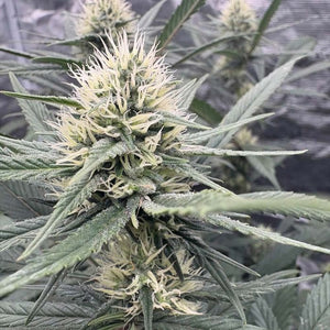 Sour Silver Regular Seeds