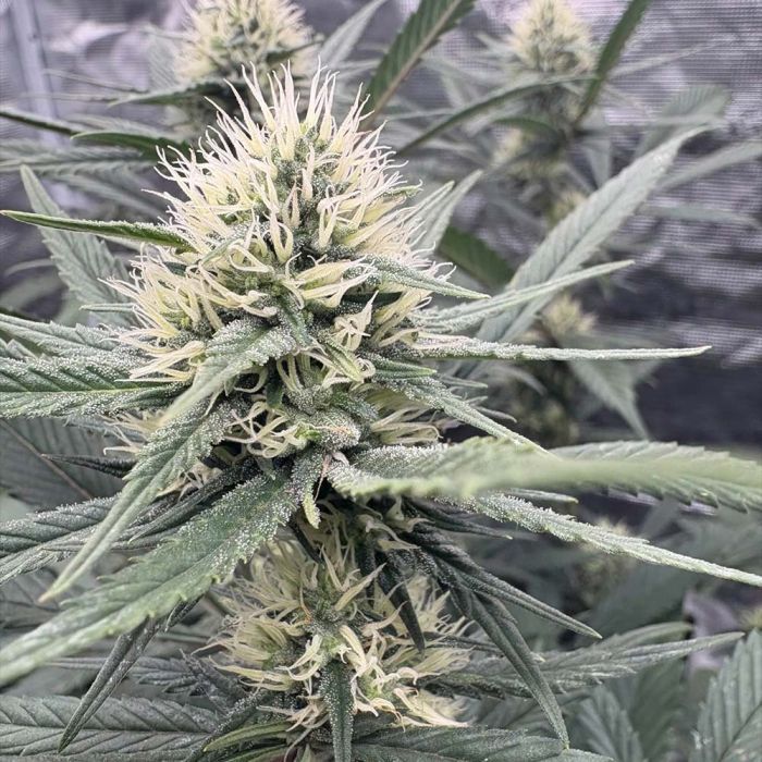 Sour Silver Regular Seeds