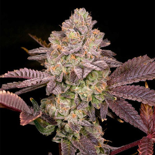 Moon Glow regular seeds