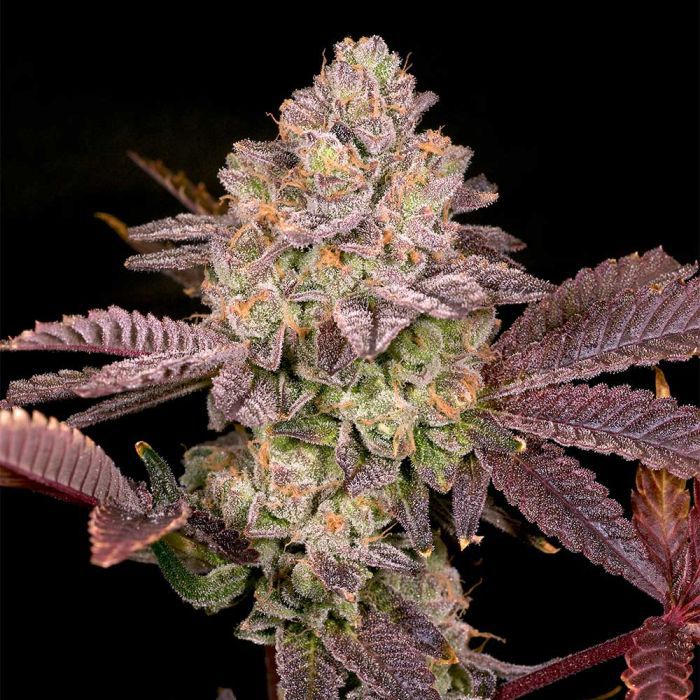 Moon Glow regular seeds