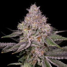 Lemon Cane Regular Seeds