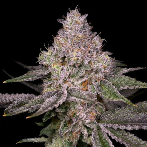 Lemon Cane Regular Seeds