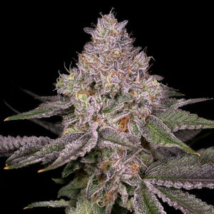 Lemon Cane Regular Seeds