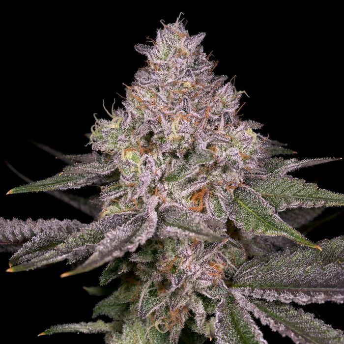 Lemon Cane Regular Seeds