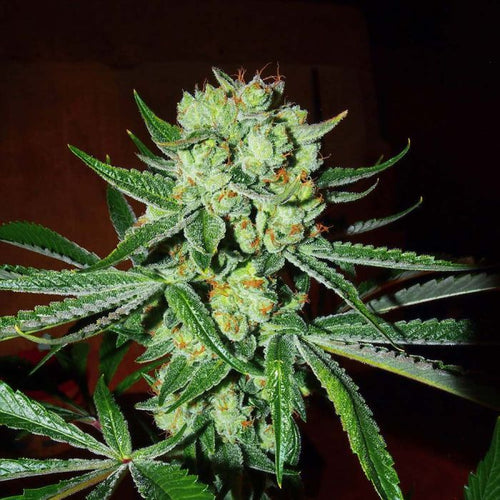Sour Silverback Regular Seeds