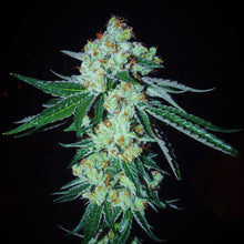 Georgia Tang Regular Seeds