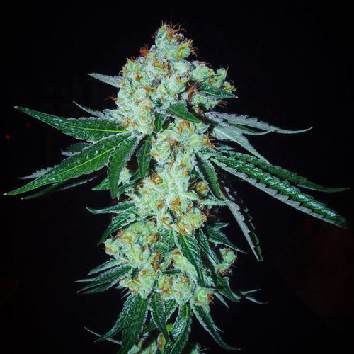 Georgia Tang Regular Seeds