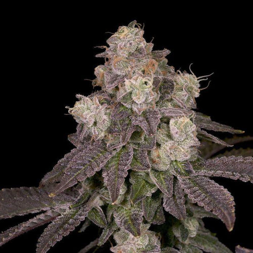 Moonbow 112 IX 12 Regular Seeds