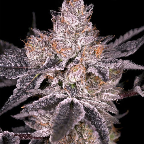Black Oishii Feminised Seeds – Archive Seedbank
