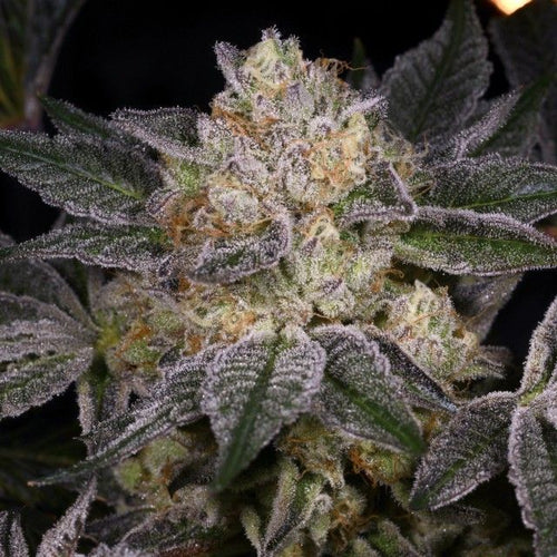 Moon Boots Feminised Seeds – Archive Seedbank