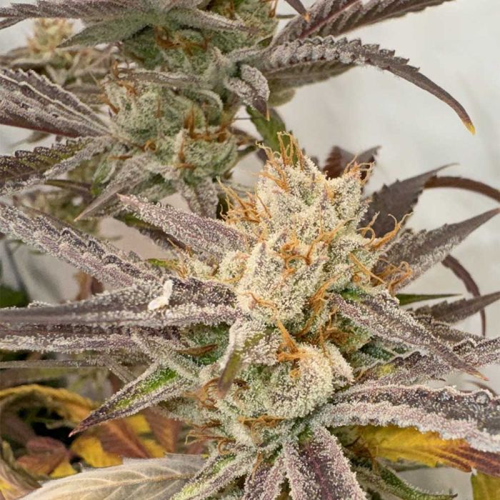 Pink Crumble Feminized Cannabis Seeds