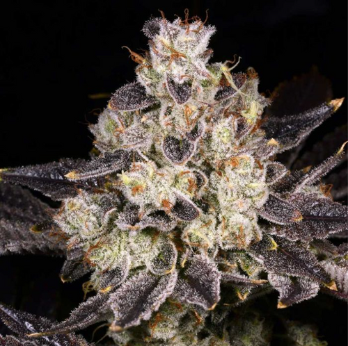 Rainbow Belts 2.0 Regular Seeds – Archive Seedbank