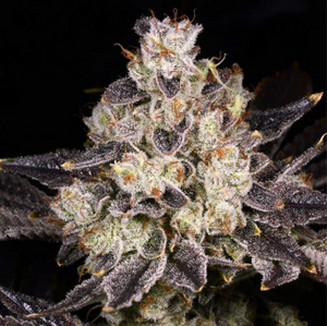 Rainbow Belts 2.0 Regular Seeds – Archive Seedbank