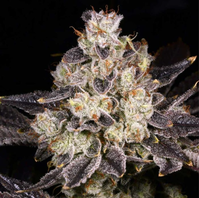 Rainbow Belts 2.0 Regular Seeds – Archive Seedbank