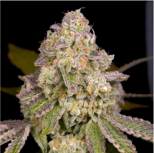 Rainbow Belts 3.0 Regular Seeds – Archive Seedbank