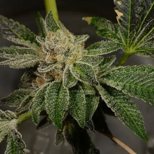 Pudding Pop Feminised Cannabis Seeds – Archive Seedbank
