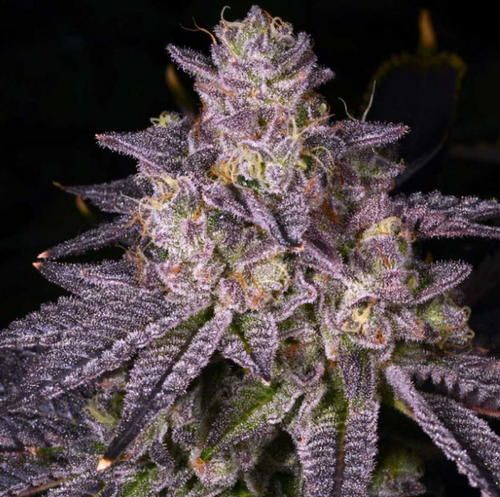 Sonic Bloom Regular Cannabis Seeds – Archive Seedbank