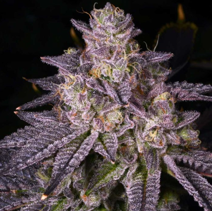 Sonic Bloom Regular Cannabis Seeds – Archive Seedbank