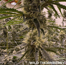 Grape Safari Feminised Cannabis Seeds – Common Wealth Seed Co