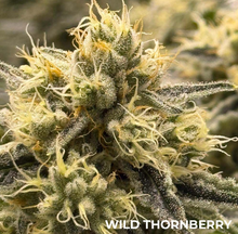 Grape Safari Feminised Cannabis Seeds – Common Wealth Seed Co
