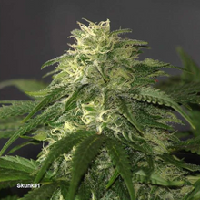 Skunk #1®- Dutch Passion Seed Company