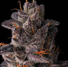 Lemon Cherry Pavé - Compound Genetics