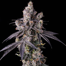Mora Azul - Compound Genetics