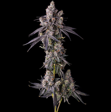 Mora Azul - Compound Genetics