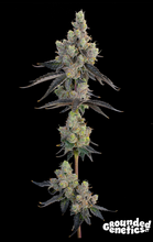 Blue Chiesel Feminised  Grounded Genetics