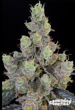 Blue Chiesel Feminised  Grounded Genetics