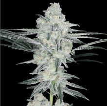 Yogananda Regular - Arcana Seeds