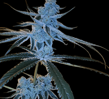 Yogananda Regular - Arcana Seeds