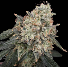 Thornberry Thicket Cannabis Seeds – Common Wealth Seed Co