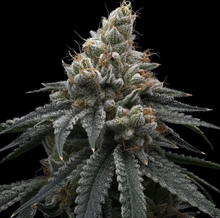 Briar Berriez by Common Wealth Seed Co