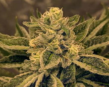 Fierce Animal  Feminised Cannabis Seeds - In House Genetics