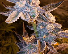 Grape Marmalade  Feminised Cannabis Seeds - In House Genetics