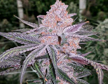 Jelly Sickle  Feminised Cannabis Seeds - In House Genetics