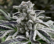 Iced Out   Feminised Cannabis Seeds - In House Genetics