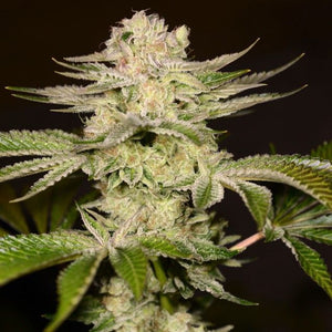 PetroChem Feminized Cannabis Seeds