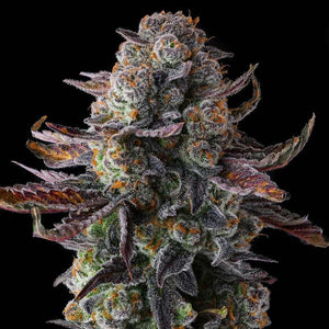 Grapaya Feminized Cannabis Seeds