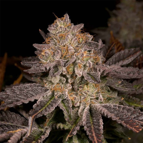 PetroChem V2 Feminised Seeds – Archive Seedbank
