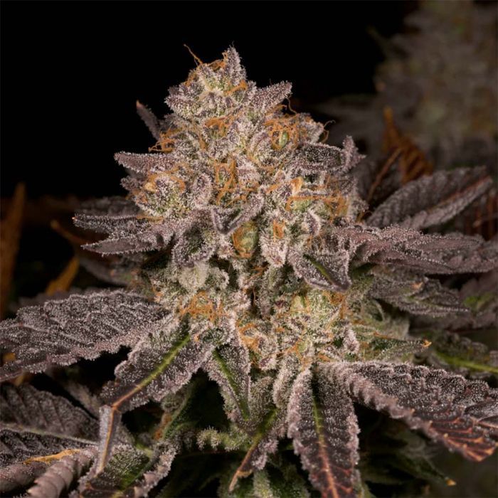 PetroChem V2 Feminised Seeds – Archive Seedbank