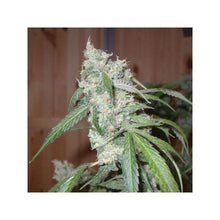 Euforia® – Euforia Skunk- Dutch Passion Seed Company