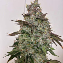 SBSP Regular Cannabis Seeds – HortiLab
