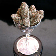 Lavender #1 ~ Soma's sacred seeds