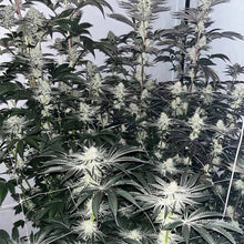 Super Power Regular Cannabis Seeds – HortiLab