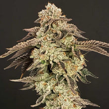 Super Power Regular Cannabis Seeds – HortiLab