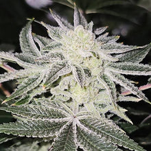 Platinum Dosha Feminised Cannabis Seeds - In House Genetics
